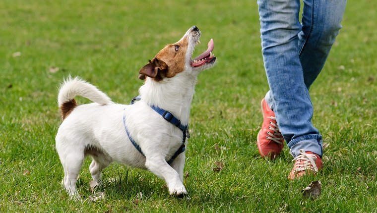 Jack Russell Terrier training to walk with a handler