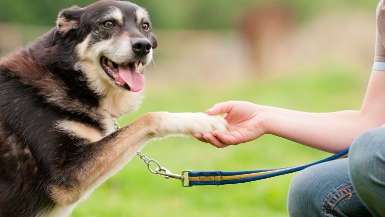 Elderly dog puts it's paw into the outstretched hand of it's owner in a trusting and loving handshake.