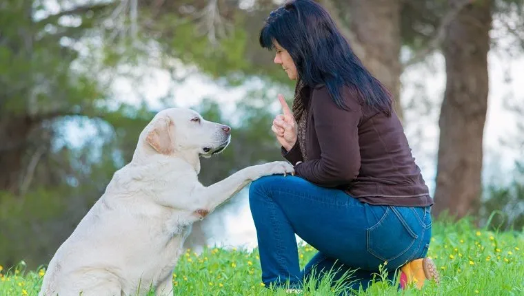 Give paw! - woman talks to senior Labrador dog in a park (focus on dog) obedience training
