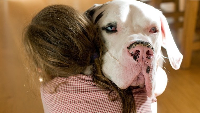 Young girl with long dark hair tied back in a pony tail, has just returned home from school embraces her enormous Harlequin Great Dane pet dog.