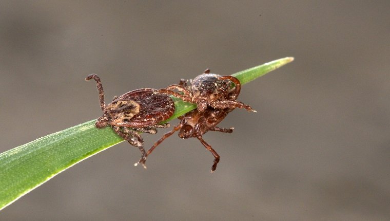 Close-up of Wood Tick or American Dog Ticks on grass, mating. (Dermacentor variabilis), Near Thunder Bay, ON, Canada.