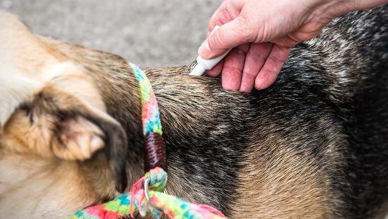 Square composition photography of close-up in selective focus of a dog neck and back body part, with unrecognizable person applying a product for parasites prevention on pets, getting his immunization against parasites, tick and fleas with a white pipette. This is not mandatory but is strongly recommended. The dog is attached with his multi colored leash.