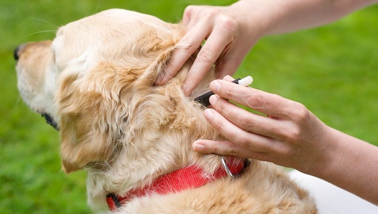 person removing a dog tick