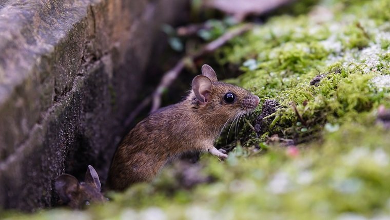 Close-Up Of Mice