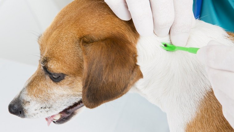 Veterinarian parasite mite removes of the dog's skin