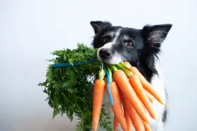 Australian Shepherd dog holding carrots in his mouth