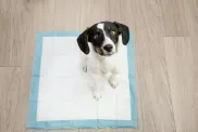 puppy learning housetraining on potty pad