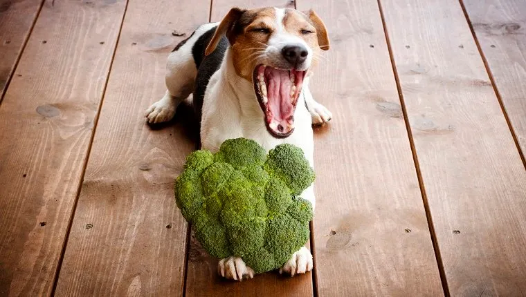 Jack russell terrier dog lying with broccoli outdoor.
