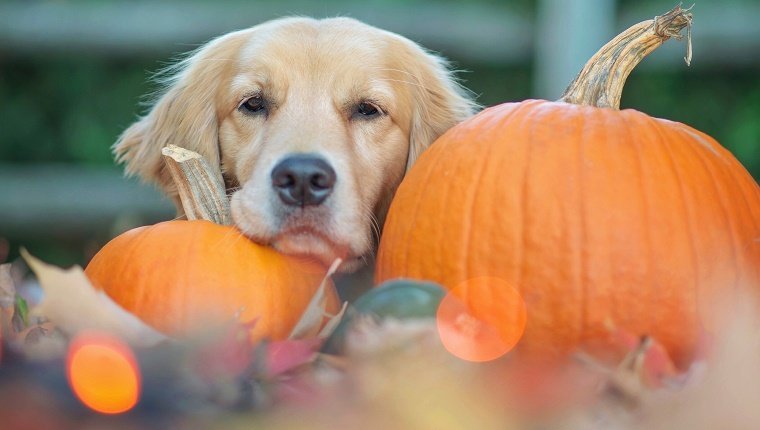 Golden retriever dog lying amongst pumpkins and autumn leaves