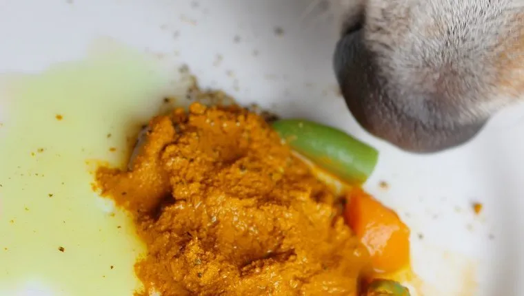 Raw fed beagle dog eating turmeric golden paste with ground pepper and olive oil