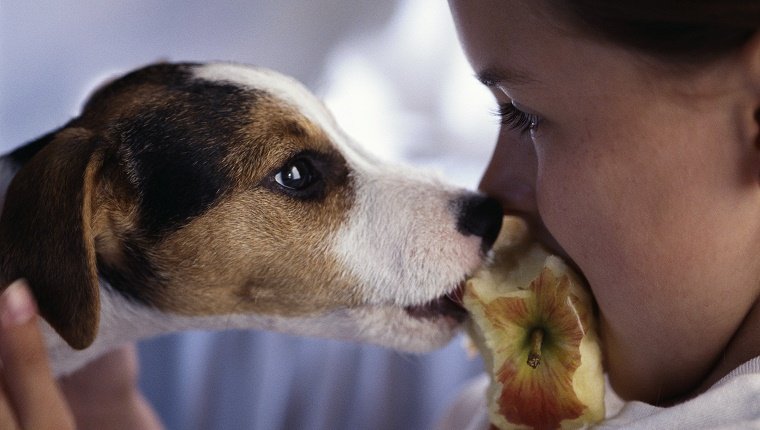 Girl Sharing Apple with Jack Russell Terrier
