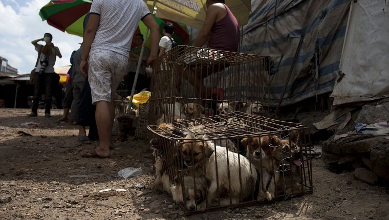 Vendors wait for customers to buy dogs in cages at a market in Yulin, in southern China's Guangxi province on June 21, 2015. The city holds an annual festival devoted to the animal's meat on the summer solstice which has provoked an increasing backlash from animal protection activists. CHINA OUT AFP PHOTO (Photo credit should read STR/AFP/Getty Images)