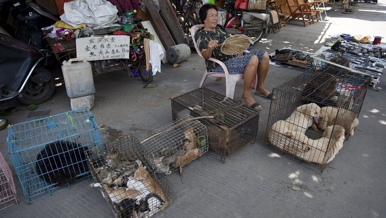 This picture taken on June 17, 2015 shows a woman selling dogs and cats by a street in Yulin, in southern China's Guangxi province. People from Yulin traditionally celebrate the solstice during midsummer on the longest day of the year by eating dog meat and lychee fruit, which draws criticism from animal rights activists. CHINA OUT AFP PHOTO (Photo credit should read STR/AFP/Getty Images)