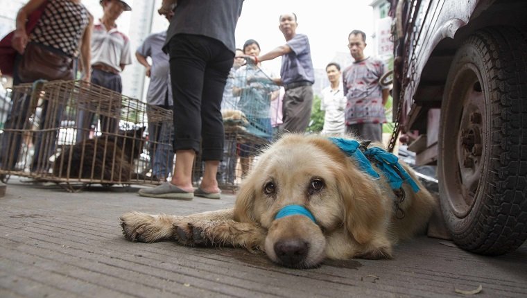 Dogs to be killed are fixed at a free market ahead of the Yulin Dog Eating Festival in Yulin city, south China's Guangxi Zhuang Autonomous Region on 21th June 2014. About 10,000 dogs will be slaughtered for their meat at the Lychee and Dog Meat Festival in Yulin in Guangxi province on Sunday and Monday to mark the summer solstice, state media said.he tradition of eating dog meat dates back four or five hundred years in China, South Korea and other countries, as it is believed to ward off the heat of the summer months, according to state news agency Xinhua. (Photo by Jie Zhao/Corbis via Getty Images)