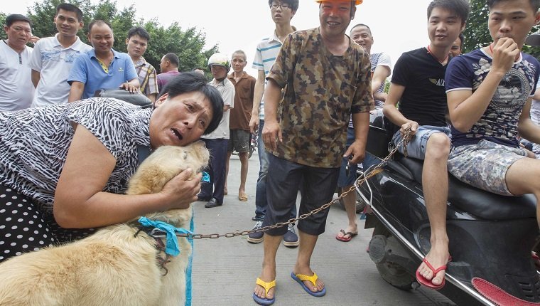 Activists protest and try their best to rescue dogs are caged at a free market ahead of the Yulin Dog Eating Festival in Yulin city, south China's Guangxi Zhuang Autonomous Region on 20th June 2014. About 10,000 dogs will be slaughtered for their meat at the Lychee and Dog Meat Festival in Yulin in Guangxi province on Sunday and Monday to mark the summer solstice, state media said.he tradition of eating dog meat dates back four or five hundred years in China, South Korea and other countries, as it is believed to ward off the heat of the summer months, according to state news agency Xinhua. (Photo by Jie Zhao/Corbis via Getty Images)