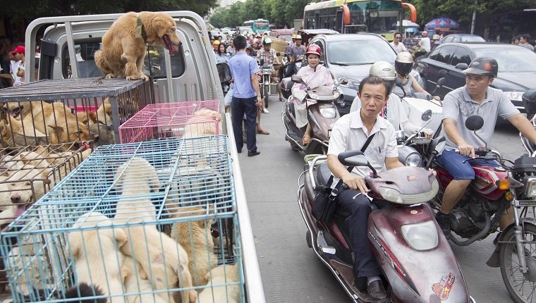 Dogs to be killed are caged at a free market ahead of the Yulin Dog Eating Festival in Yulin city, south China's Guangxi Zhuang Autonomous Region on 21th June 2014. About 10,000 dogs will be slaughtered for their meat at the Lychee and Dog Meat Festival in Yulin in Guangxi province on Sunday and Monday to mark the summer solstice, state media said.he tradition of eating dog meat dates back four or five hundred years in China, South Korea and other countries, as it is believed to ward off the heat of the summer months, according to state news agency Xinhua. (Photo by Jie Zhao/Corbis via Getty Images)