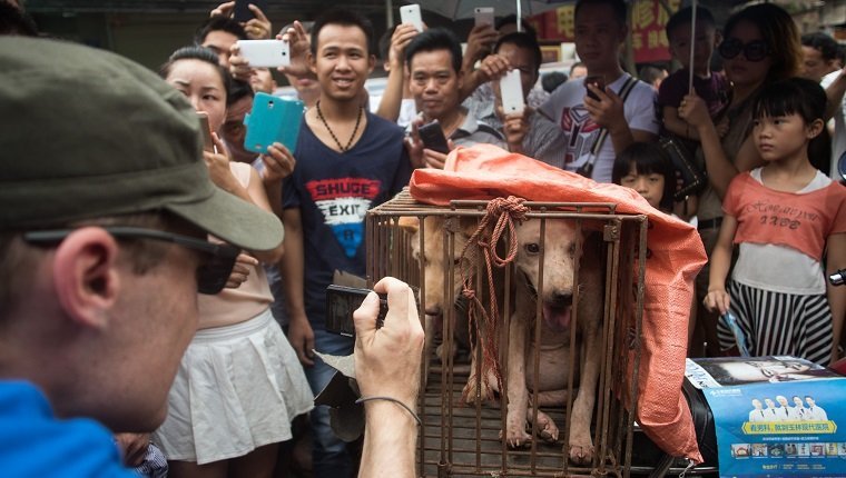 An animal rights activist (L) takes a picture of vendors waiting for customers to buy dogs in cages at a market in Yulin, in southern China's Guangin Yulin, in southern China's Guangxi province on June 22, 2015, during a dog meat festival. The city holds an annual festival devoted to the animal's meat on the summer solstice which has provoked an increasing backlash from animal protection activists. AFP PHOTO / JOHANNES EISELE (Photo credit should read JOHANNES EISELE/AFP/Getty Images)
