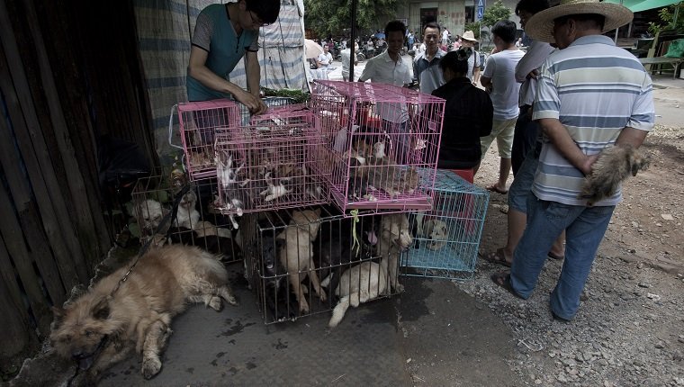 Chinese customers check out dogs in cages on sale at a market in Yulin, in southern China's Guangxi province on June 21, 2015. The city holds an annual festival devoted to the animal's meat on the summer solstice which has provoked an increasing backlash from animal protection activists. CHINA OUT AFP PHOTO (Photo credit should read STR/AFP/Getty Images)