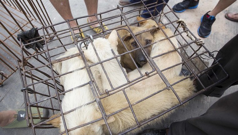 Dogs to be killed are caged at a free market ahead of the Yulin Dog Eating Festival in Yulin city, south China's Guangxi Zhuang Autonomous Region on 20th June 2014. About 10,000 dogs will be slaughtered for their meat at the Lychee and Dog Meat Festival in Yulin in Guangxi province on Sunday and Monday to mark the summer solstice, state media said.he tradition of eating dog meat dates back four or five hundred years in China, South Korea and other countries, as it is believed to ward off the heat of the summer months, according to state news agency Xinhua. (Photo by Jie Zhao/Corbis via Getty Images)