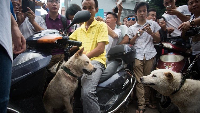 Vendors and bystanders wait for customers to buy dogs at a market in Yulin, in southern China's Guangin Yulin, in southern China's Guangxi province on June 22, 2015, during a dog meat festival. The city holds an annual festival devoted to the animal's meat on the summer solstice which has provoked an increasing backlash from animal protection activists. AFP PHOTO / JOHANNES EISELE (Photo credit should read JOHANNES EISELE/AFP/Getty Images)