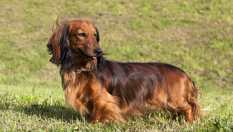 long-haired dachshund by standing on the green grass