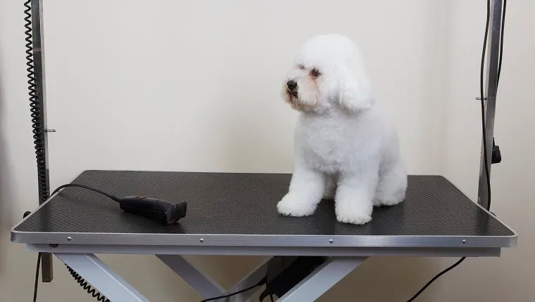 Bichon Frise on grooming parlour table tear stains