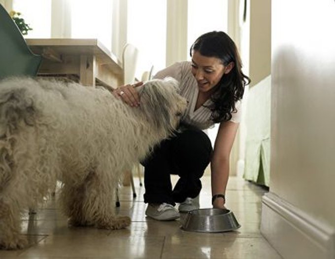 5 Reasons Why All Apartment Buildings Should Be Dog Friendly DogTime