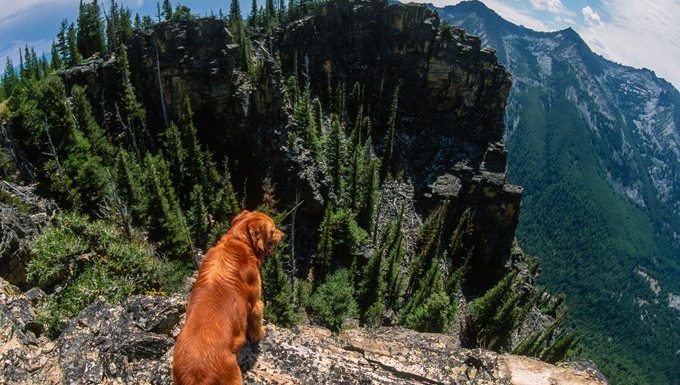 dog looking out over cliff and mountains