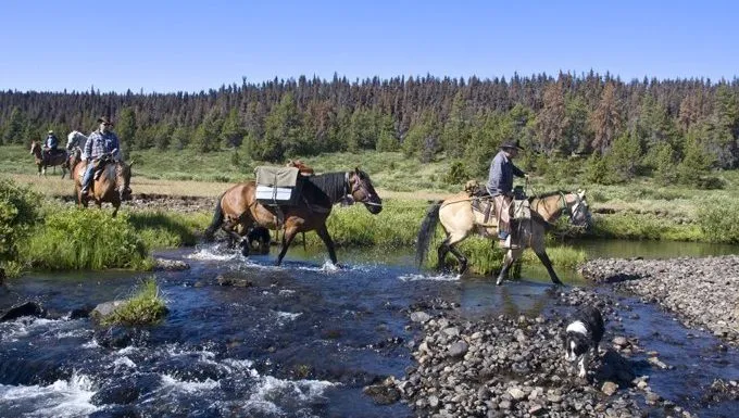 dog hiking with riders on horses