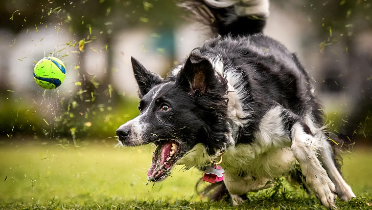 A black and white Border Collie sprints after a ball in the grass.