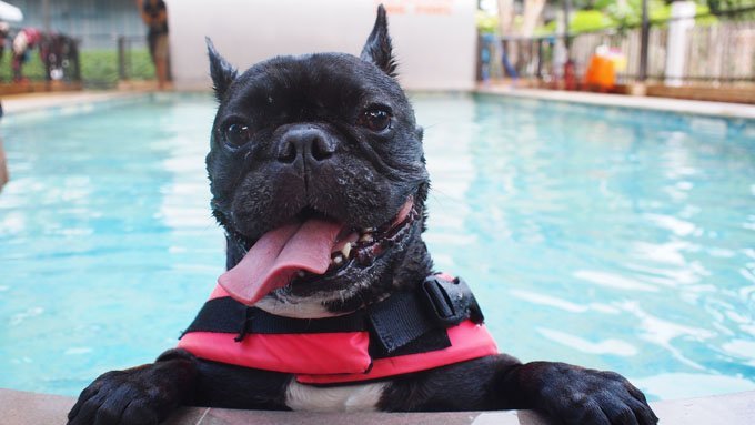 dog with life jacket in the pool