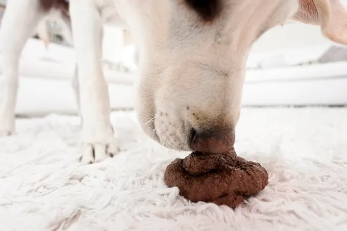 Greening Up Your Pet Poop Cleanup - DogTime