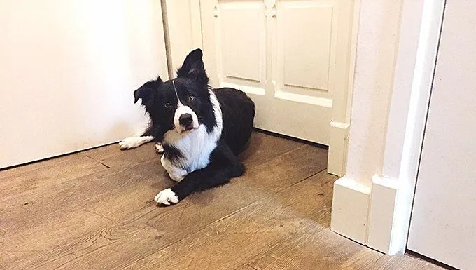 dog waiting by closed door