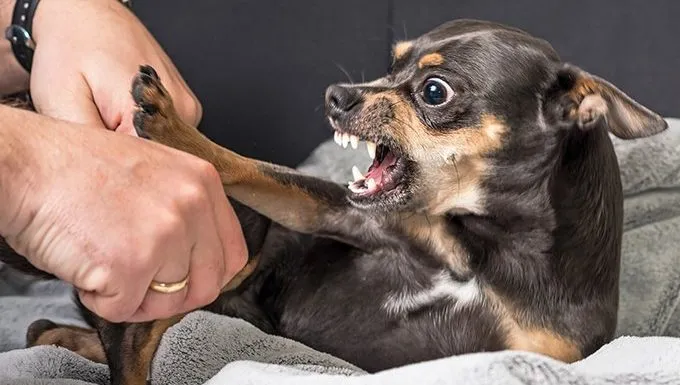 dog growls at hands
