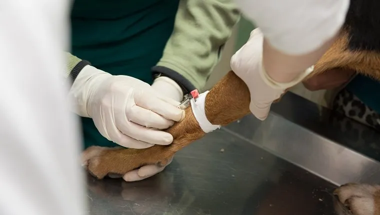 Veterinarian examining a dog from a shelter. Blood test