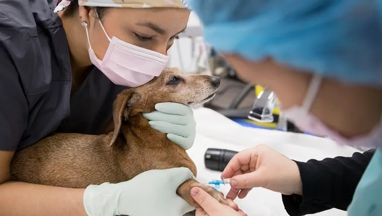 Veterinarians injecting small dog in clinic