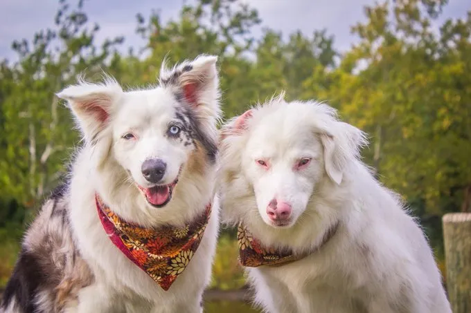 double-merle-dogs-7