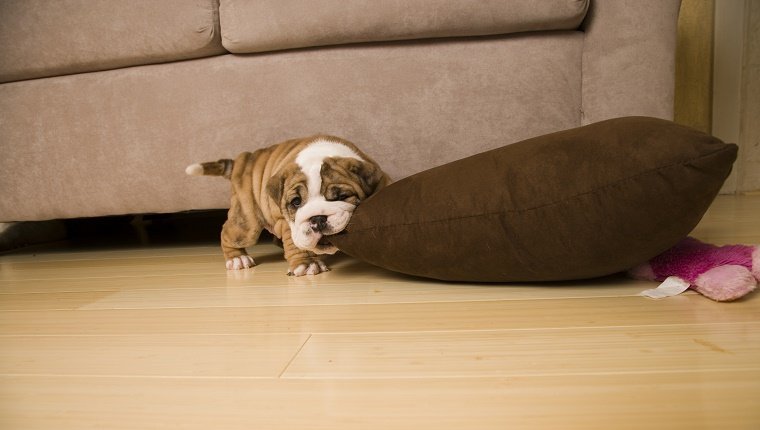 English Bulldog puppy biting pillow