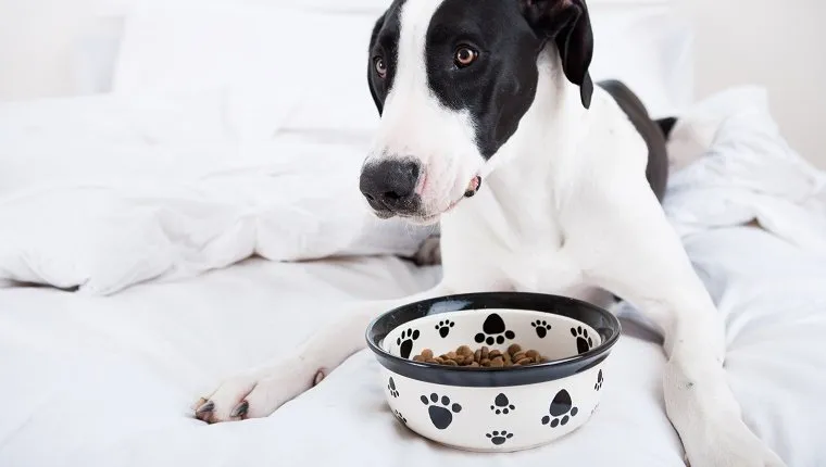 Dog Great Dane eating in bed