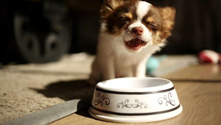 Chihuahua puppy eating