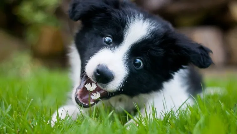 A cute 3-month old Border Collie puppy, lying on grass.