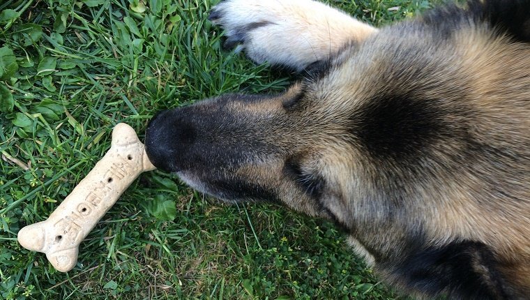 Cropped Image Of Dog Eating Milk Bone On Grass