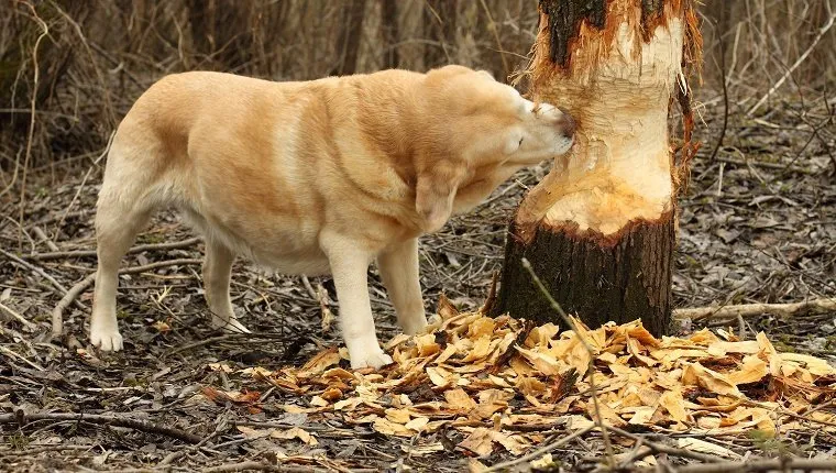 Labrador Retriever gnawing a tree damaged by a beaver. Photographed in April in the Moscow region. Russia