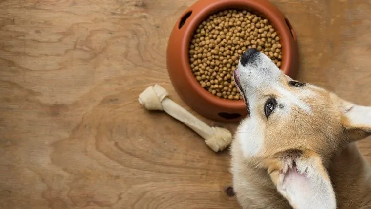 corgi dog besides a bowl of kibble food