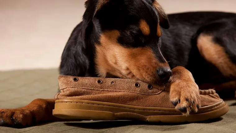 Rottweiler lying down chewing on a shoe