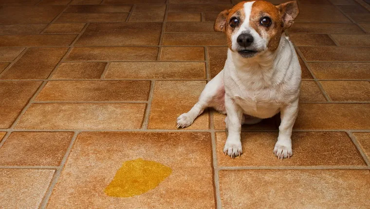Terrier guiltily sitting beside puddle of it's urine on a tile floor