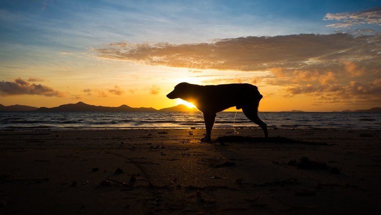 Wild dog peeing on a tropical beach during sunrise - Sibaltan, Palawan - Philippines