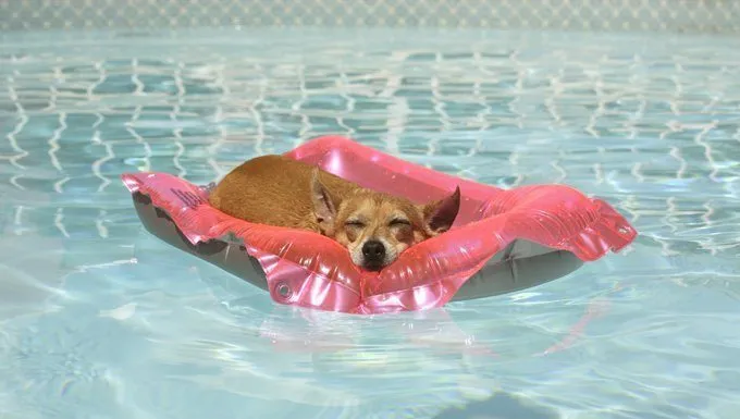dog sleeping on a raft in the pool