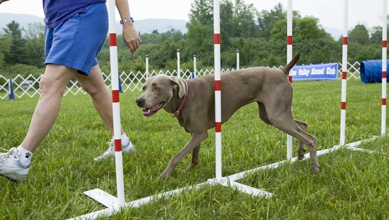 Dog Training Tools: These Items Can Help Dog Owners Train