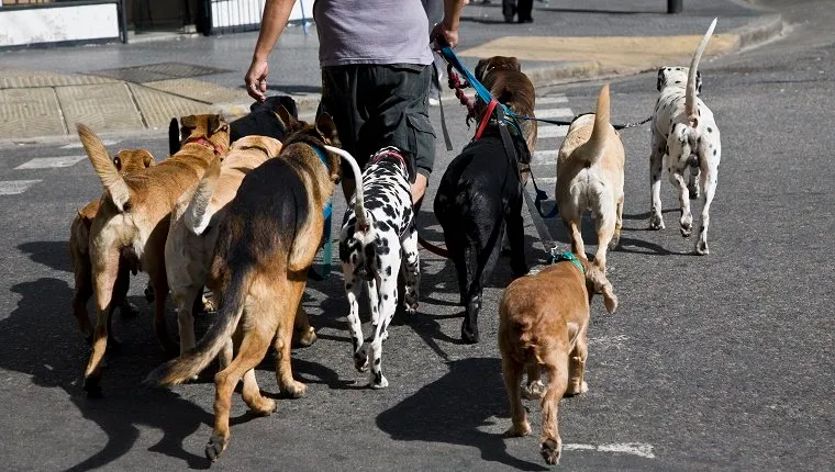 Rear view of a man walking a group of dogs
